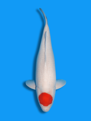 Tancho Kohaku | Koi&Co.